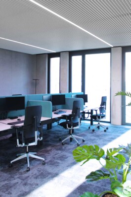 netgo, Arbeitsplätze, Trennwände, Grünpflanzen